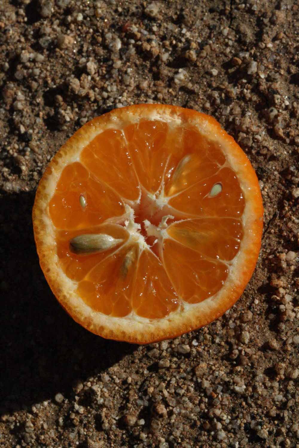              Fruit cross-section (SRA 92, Riverside, CA)       